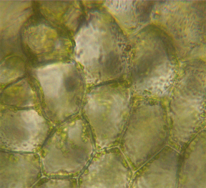 Riccardia multifida